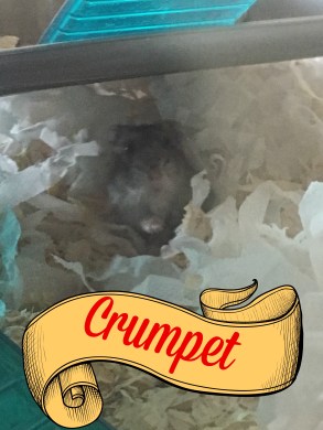 Crumpet.jpg